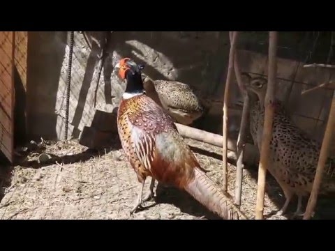 Видео: Фазаны. Год содержания. Что и как..