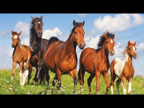 Видео: Жылқы бағудың жаңа тәсілі семейлік Болаттан!