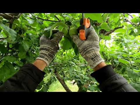 Видео: Летняя обрезка яблони с нормированием урожая. (літня обрізка яблуні з нормуванням урожаю)