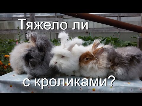 Видео: Трудно ли с кроликами