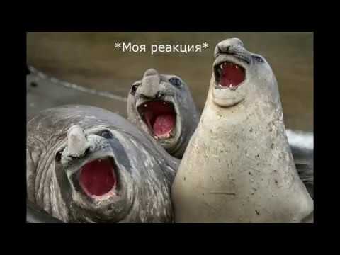 Видео: Моя долбанутая академия #2 (CRACK)