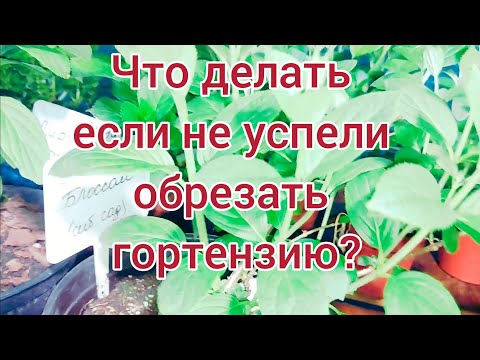 Видео: Не обрезали гортензию рано весной? Что делать? Исправить ситуацию легко.. Беру черенок. 🌱