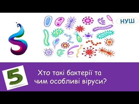 Видео: Хто такі бактерії та чим особливі віруси?