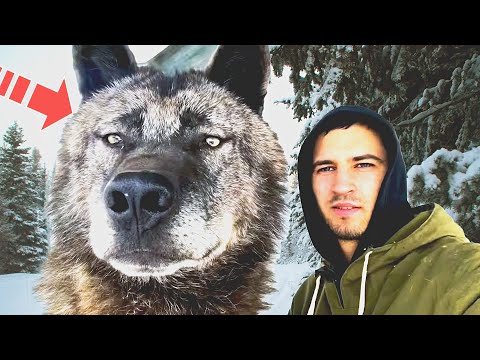 Видео: Мужчина спас щенка, но через год узнал, что это не собака!