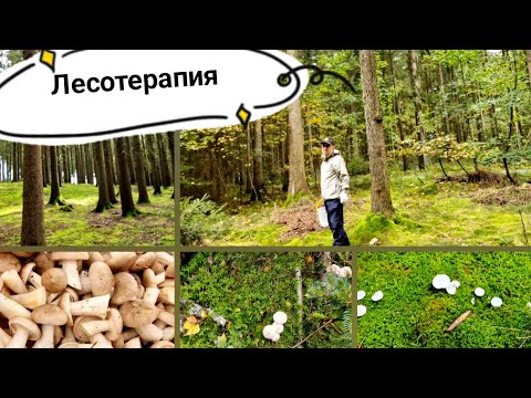 Видео: В лесу!.. Отдыхаем, наслаждаемся тишиной и грибы собираем.