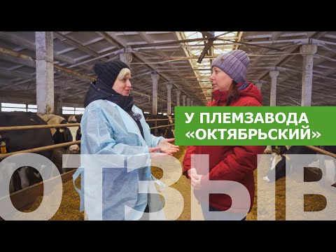 Видео: В гостях у племзавода «Октябрьский», Кировской области