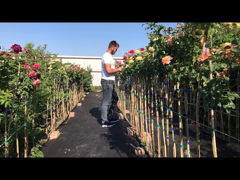Видео: Необычайная коллекция Штамбовых Роз!Розы Артема!2023год.