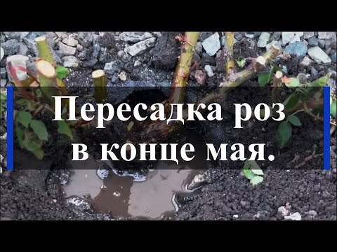 Видео: Пересадка роз в конце мая. Питомник растений Е. Иващенко