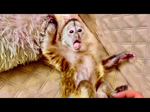 Видео: ПРОСТО СМЕХ! Финя ВООБРАЖАЕТ и вздумал на меня НАПАДАТЬ!))