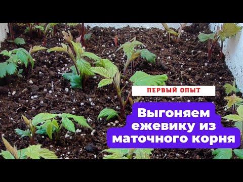 Видео: Выращивание ежевики из маточного корня.