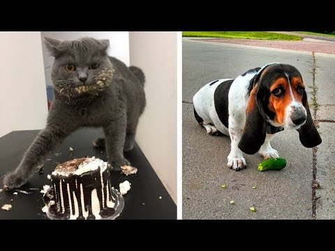 Видео: Животные пойманные с поличным