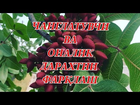 Видео: Хандон писталарда Чанглатувчи ва Оналик дарахтни олдиндан билиш