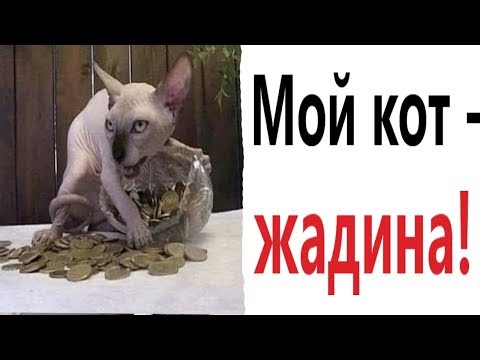 Видео: Лютые приколы. МОЙ КОТ ЖАДИНА!!! Попробуй не засмеяться! Самое смешное видео! – Domi Show!