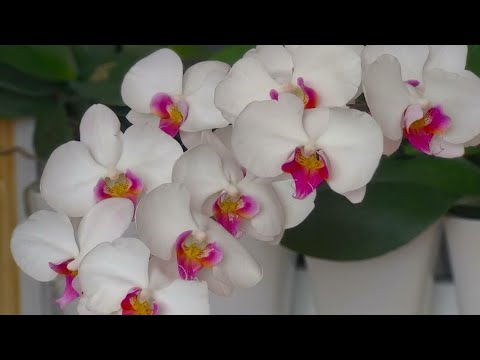 Видео: ФИТОСПОРИН! Полив орхидей! Осенний уход орхидеи! Подготовка цветения! Мой способ готовить раствор...