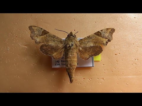 Видео: БРАЖНИКИ: 611. Temnora spiritus