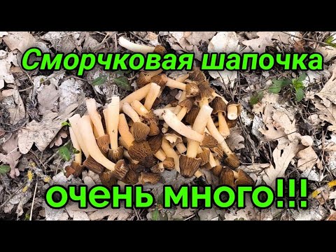 Видео: Леший не хотел отпускать, пока не найдем все грибы