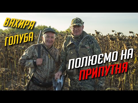 Видео: Яскраве полювання на припутня