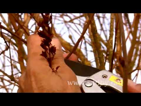 Видео: Мастер класс по обрезке декоративных кустарников  сирень и не только