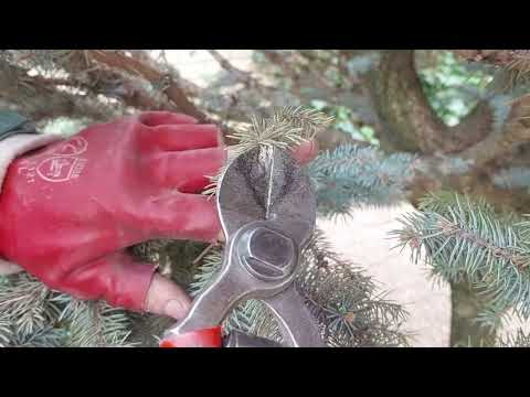Видео: Ель колючая Глаука Глобоза ( Picea pungens Glauca Globosa) " как остановить время"
