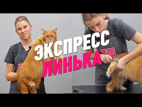 Видео: ЭКСПРЕСС ЛИНЬКА / ГРУМИНГ КОТА / GROOM SCHOOL