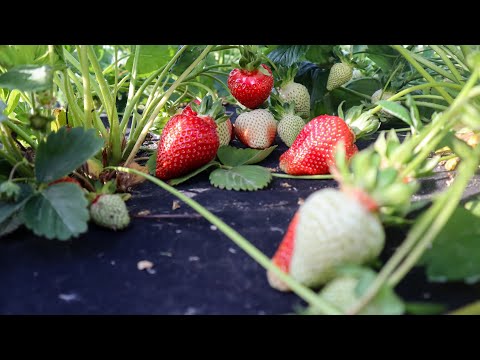 Видео: Полуниця буде по 250 грн/кг.Прогноз на 2026