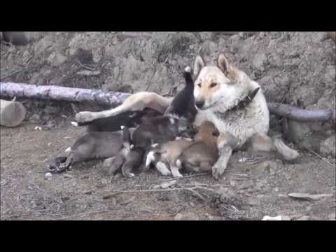 Видео: Природа Якутии. Часть 8. Щенки сибирской лайки.