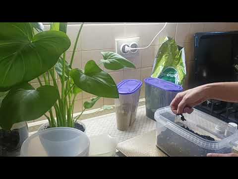 Видео: Калла Эфиопская. О том, как можно одну маленькую пересадку растянуть на полчаса болтовни)