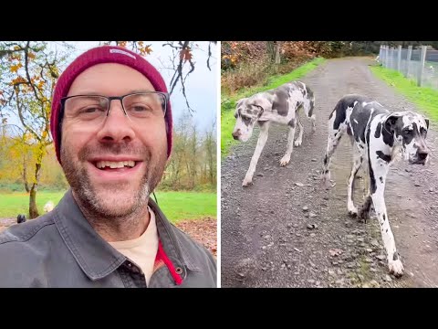 Видео: Ничто не может разлучить этих двух догов