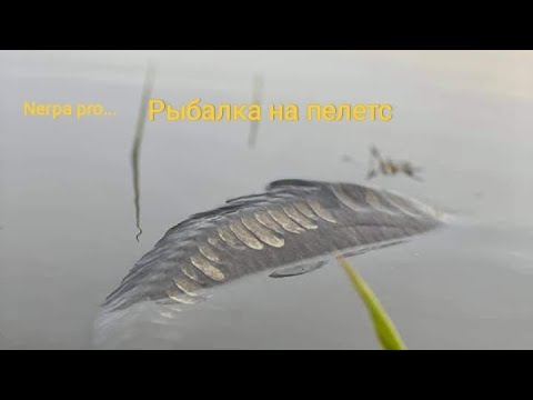 Видео: Рыбалка на пелетс