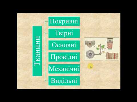 Видео: Біологія рослин. Тема 1. Тканини рослин