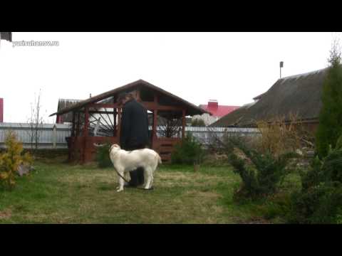 Видео: [Комплексно] Команды МЕСТО, РЯДОМ, СИДЕТЬ + ЛЕЖАТЬ