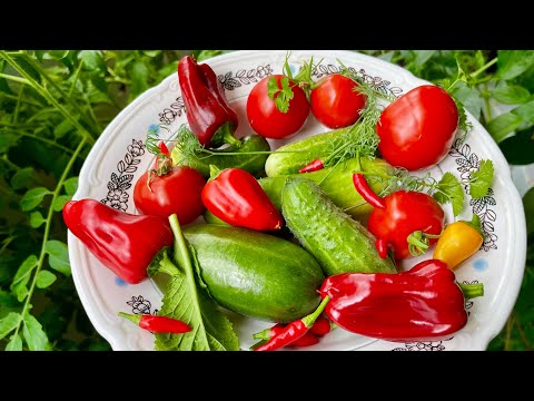 Видео: Собираю ОВОЩИ на БАЛКОНЕ! Огород на балконе 2023