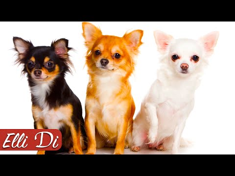 Видео: ЧИХУАХУА - ТОП 10 ИНТЕРЕСНЫХ ФАКТОВ | ПОРОДЫ СОБАК | Elli Di Собаки