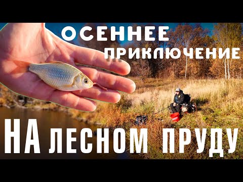 Видео: Осеннее приключение на лесном пруду