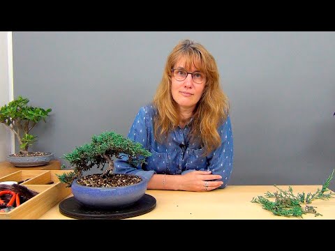 Видео: Бонсай из можжевельника (ч.6).