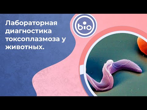 Видео: Лабораторная диагностика и лечение токсоплазмоза у животных