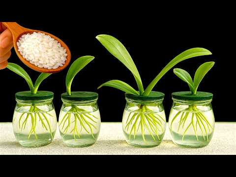 Видео: 🌸Как выращивать орхидеи без почвы — используйте этот трюк, чтобы получить больше цветов и корней