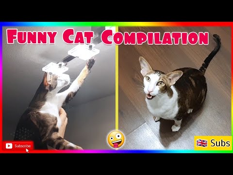 Видео: Funny Cat Compilation🤪 Oriental Cat| 🇬🇧 Subs| Ориентальный кот Геша