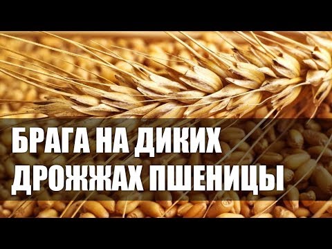 Видео: Самогон на пшенице и сахаре без дрожжей.