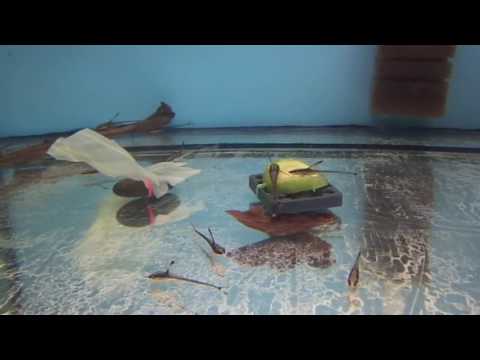 Видео: Чем кормят стурисом.