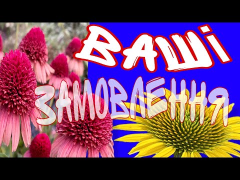 Видео: #вашізамовлення  #ехінацеі #очитки та інші #рослини 