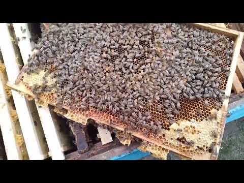 Видео: Простой метод подготовить пчёл и вывести себе  маток на пасеку.