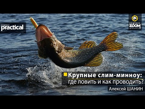 Видео: Крупные слим-минноу: где ловить и как проводить? Алексей Шанин. Anglers Practical