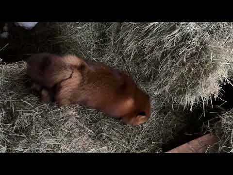 Видео: Алиса - лиса. Всем угощения, кому блин, а кому колбаску #лисяо #животные #лиса #fox