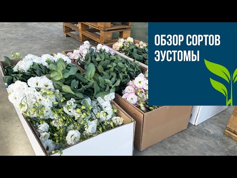 Видео: Обзор сортов ЭУСТОМЫ.