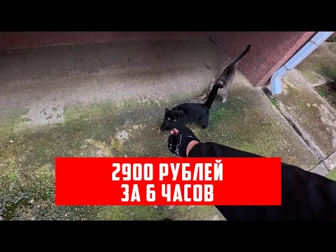 Видео: Безденежное межсезонье в Яндекс.Доставке