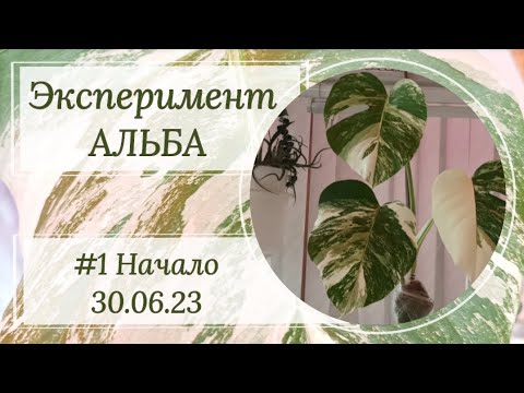 Видео: Эксперимент АЛЬБА. #1 Размножение воздушными отводками.