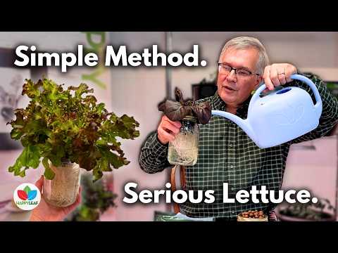 Видео: Метод Кратки: выращивание салата в помещении с помощью светодиодных ламп