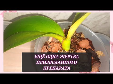 Видео: Ещё одна орхидея отправится в орхорай или выживет после неудачного эксперемента?