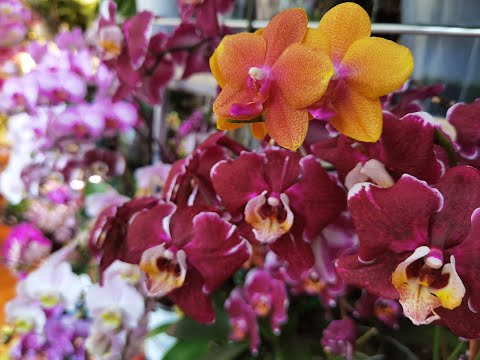 Видео: Муж сказал ТАК НЕ БЫВАЕТ 😲 О нашумевших лампах Реальность и Результаты. Сумасшедшие каскады.